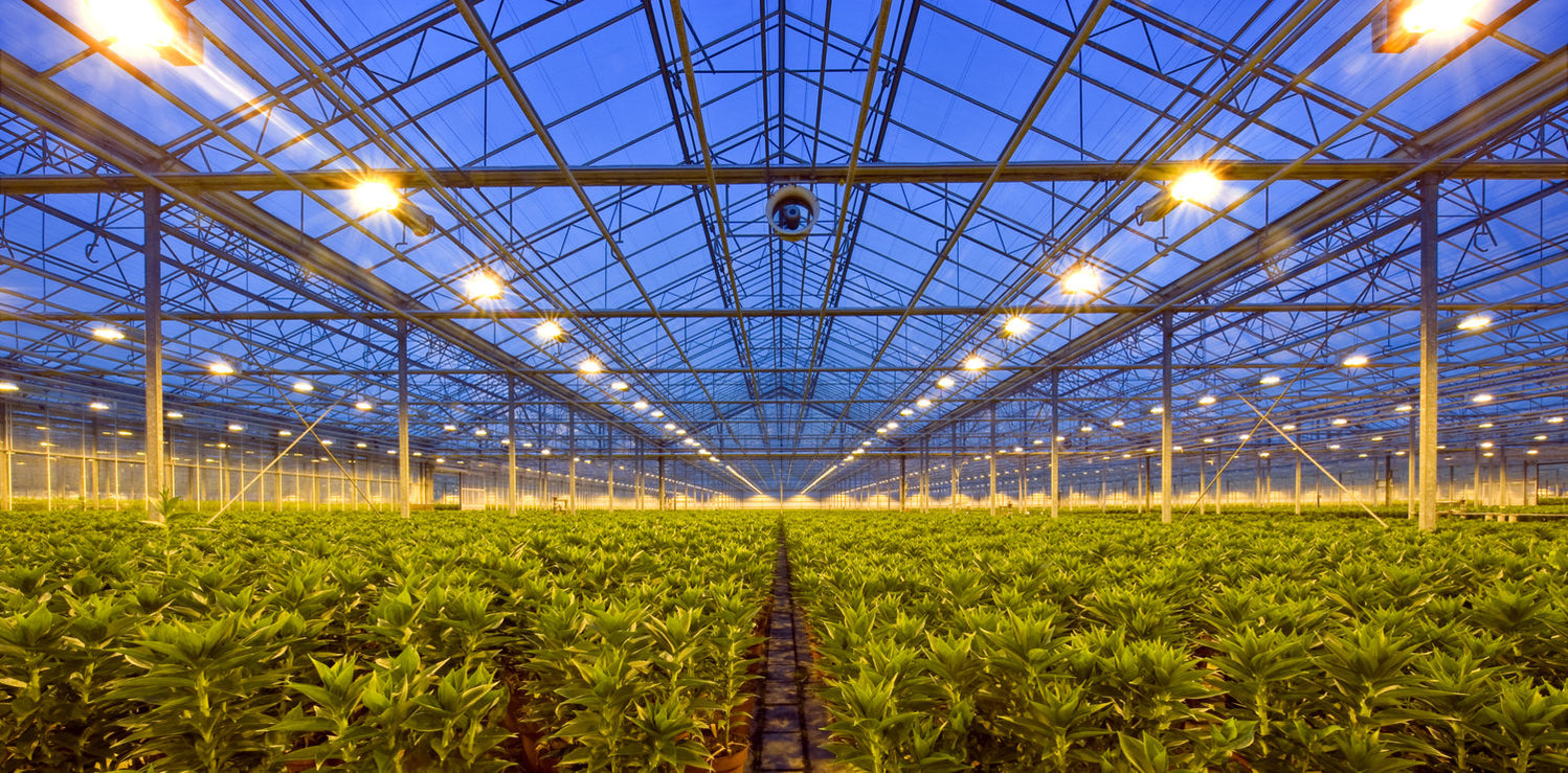 Grow Lights Canada. Canada's 1 source for Grow Lights — GrowLights Canada